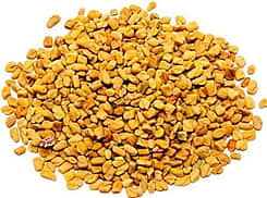 Fenugreek - Trigonella Foenum-Graecum